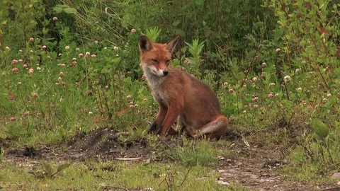 Red fox father looking around - wildlife - HD stock video Stock Footage 82109294