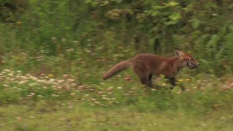 Red fox father visited cub with large rat as food - wildlife Stock Footage 82109301