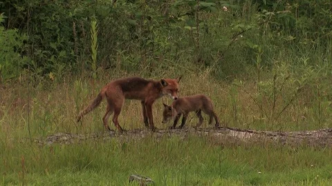 Red fox father watching what puppy is doing - wildlife - HD stock video Stock Footage 82207152