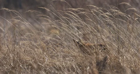 Red Fox is feeding, 4k Stock Footage 89644702