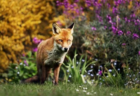 Red fox in the field with flowers Stock Photos