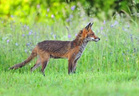 Red fox in a field Stock Photos