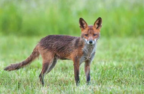 Red fox in a field Foto stock
