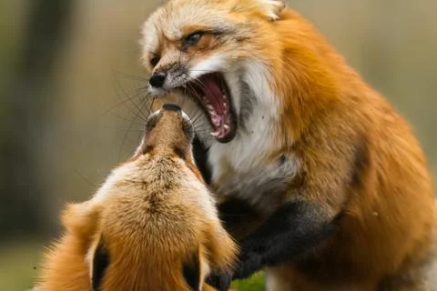 Red Fox fighting in the forest Stock Photos