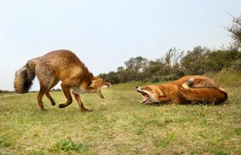 Red fox fighting Stock Photos
