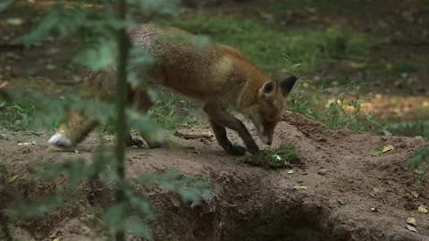 Red Fox Finds a Hidden White Mouse and Eats It Stock Footage 268725191