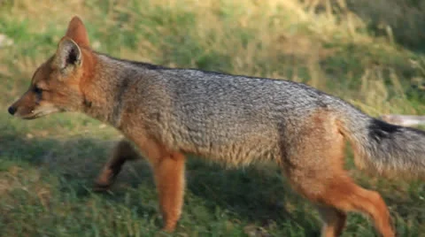 Red fox Stock Footage 22673499