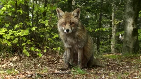 Red fox Stock Footage 59882660