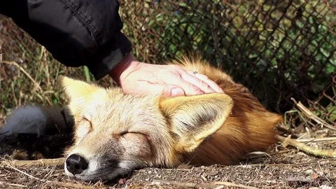 Red Fox Видео 81609313