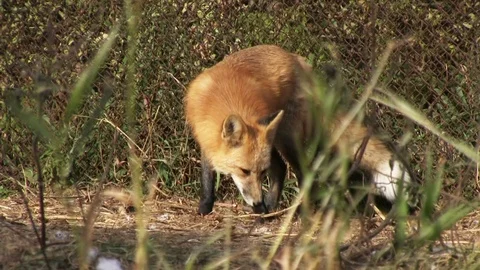 Red Fox 스톡 동영상 86608522