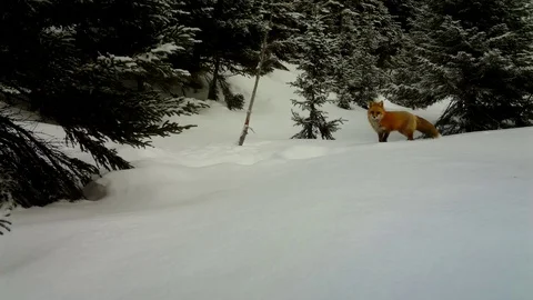 Red Fox Stock Footage 102629002