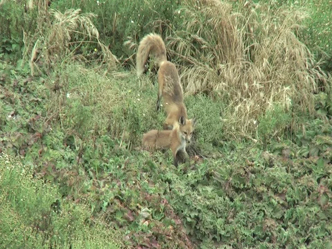 Red fox Stock Footage 110733236