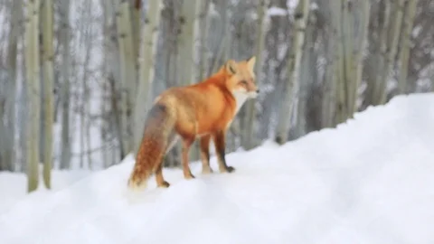 Red fox Stock Footage 127057384
