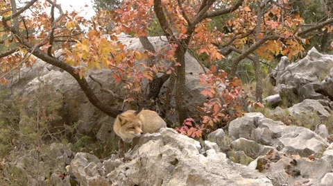 Red fox foraging among the rocks in an autumnal landscape Video stock 56346101