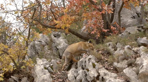 Red fox, foraging through the cracks of the rocks in the mountains Stock Footage 56344241