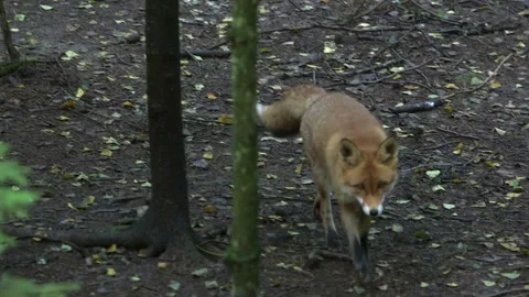 Red Fox in the Forest is Coming Towards the Camera Stock Footage 268724892