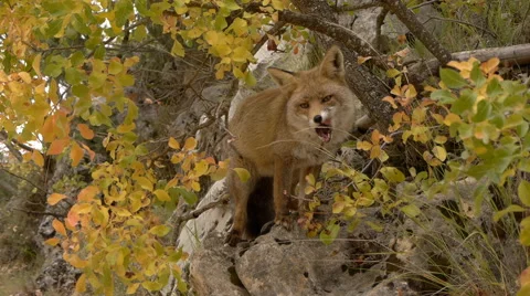 Red fox in the forest Stock Footage 56346121