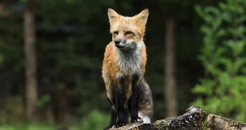 Red fox in the forest Stock Footage 119318420
