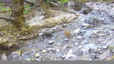 Red Fox in Forest Habitat - Camera Trap Video Stock Footage 340870698
