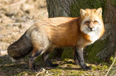 Red Fox in the forest Stock Photos