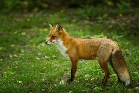 Red Fox in the forest Stock Photos