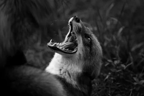 Red fox in the forest Foto stock