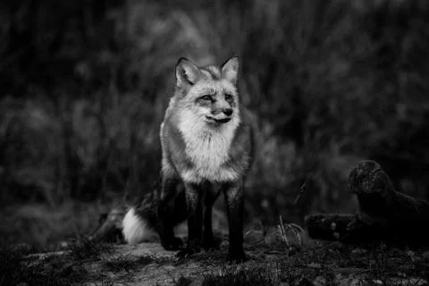 Red fox in the forest Stock Photos
