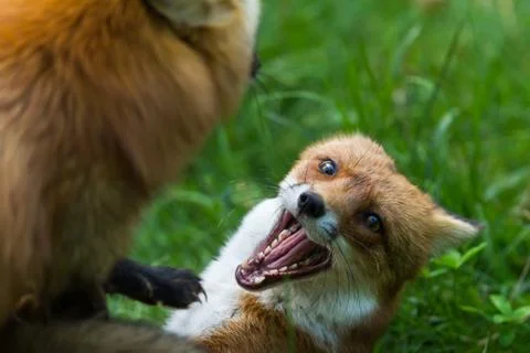 Red fox in the forest Foto stock