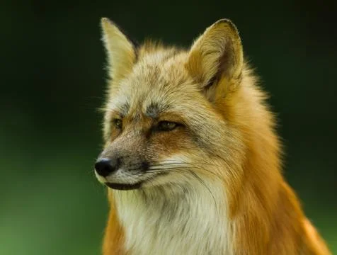 Red fox in the forest Stock Photos