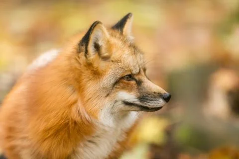 Red fox in the forest Stock Photos