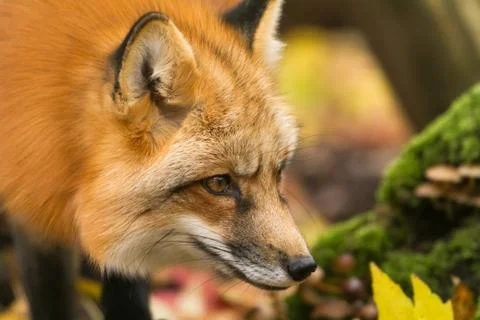 Red fox in the forest Stock Photos