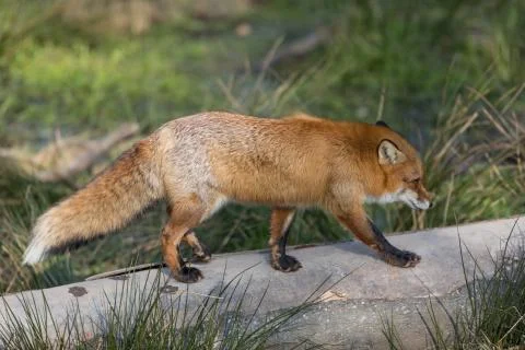 Red fox in the forest Stock Photos