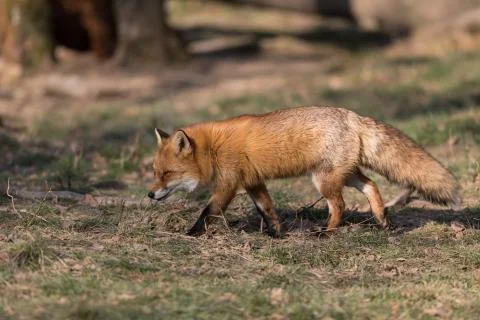 Red fox in the forest Stock Photos