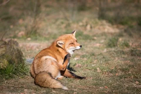 Red fox in the forest Foto stock