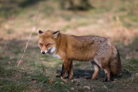 Red fox in the forest Stock Photos