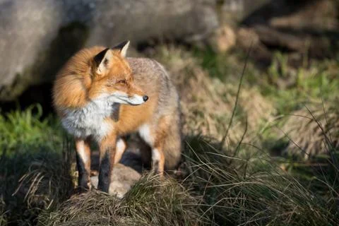 Red fox in the forest Stock Photos