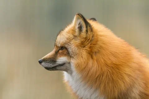 Red fox in the forest Foto stock