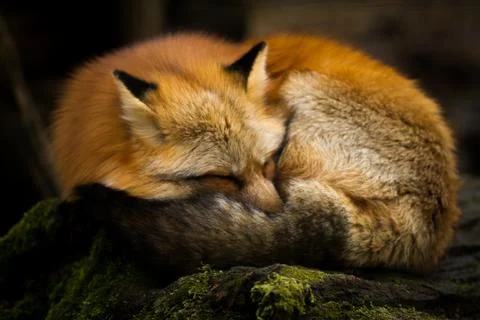Red fox in the forest Stock Photos