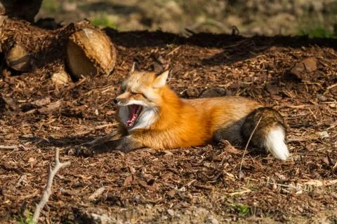 Red fox in the forest Stock Photos