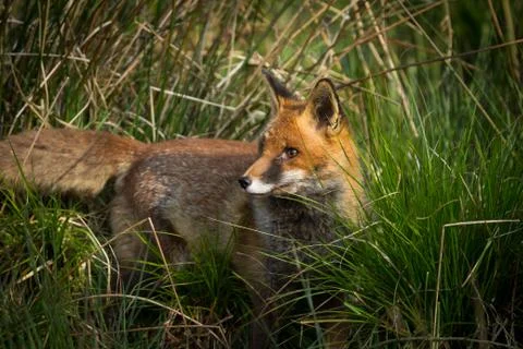 Red fox in the forest Foto stock