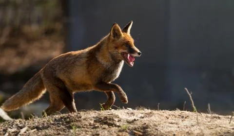 Red fox in the forest Stock Photos