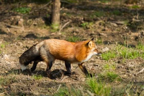 Red fox in the forest Stock Photos