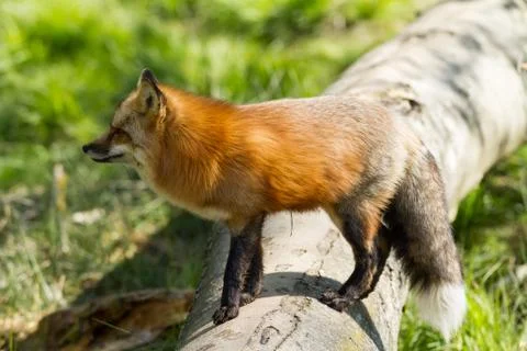 Red fox in the forest Stock Photos