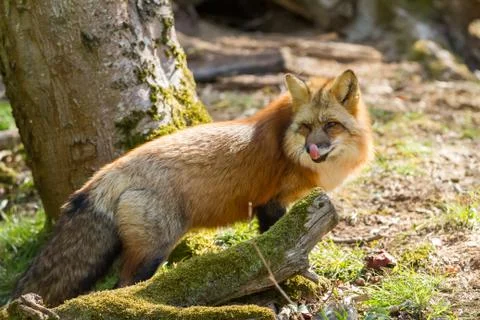 Red fox in the forest Stock Photos