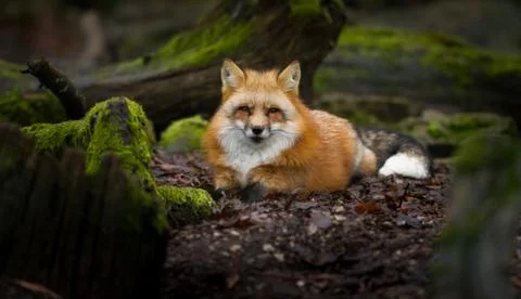 Red fox in the forest Stock Photos