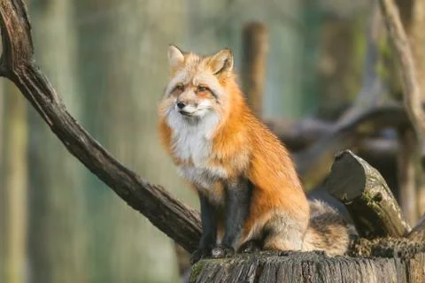 Red fox in the forest Stock Photos