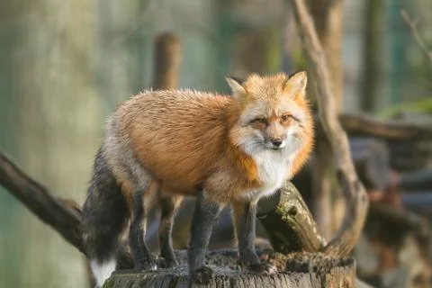 Red fox in the forest Foto stock
