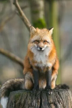 Red fox in the forest Stock Photos
