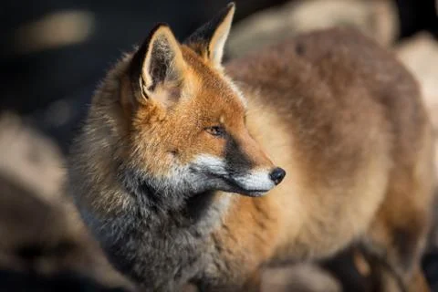 Red fox in the forest Stock Photos
