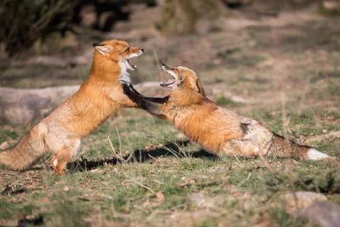 Red fox in the forest Foto stock